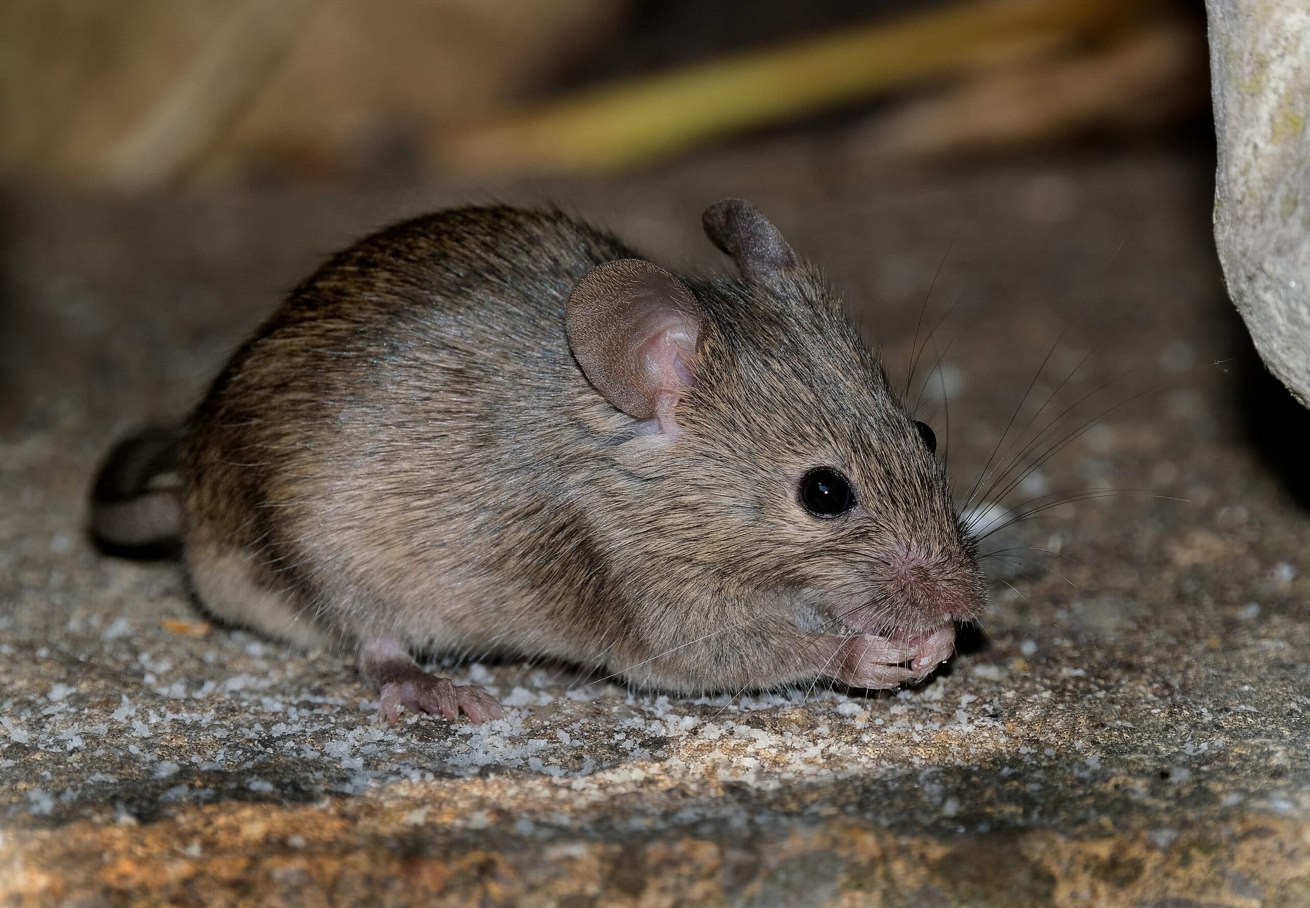 Preventing Moisture, Mold, and Mice: Sealing Your Basement Floor